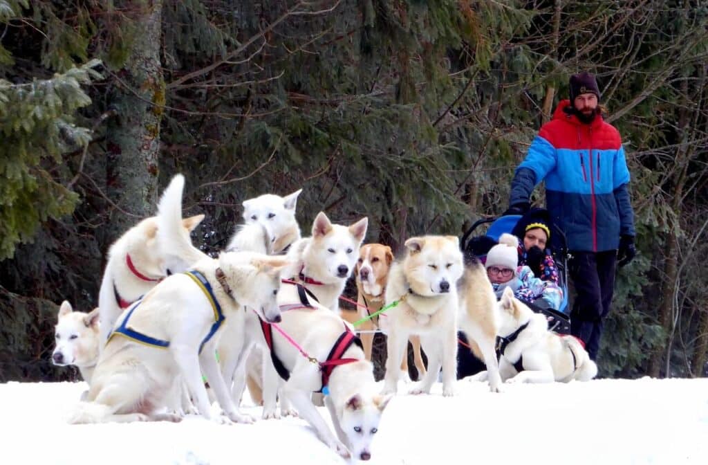 Sortie chiens traineau Sourire Ensemble