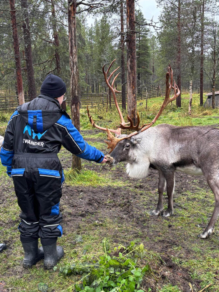 Sourire Ensemble séjour en Laponie ferme renne